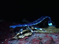Firefly Glow! Female Firefly of the genus Pyrocoelia, likely Pyrocoelia analis still retains her larval form as adult.<br />
Picture taken with UV light, capturing the end of her tail glowing.<br />
<br />
ID based on documented Male of the species documented from the same vicinity.<br />
<br />
Male of the species can be seen here :<br />
<br />
https://www.jungledragon.com/image/124222/firefly_-_pyrocoelia_praetexta.html Beetle,Firely,Malaysia,Penang,Pyrocoelia analis,Pyrocoelia sp.,Ultra Violet Light