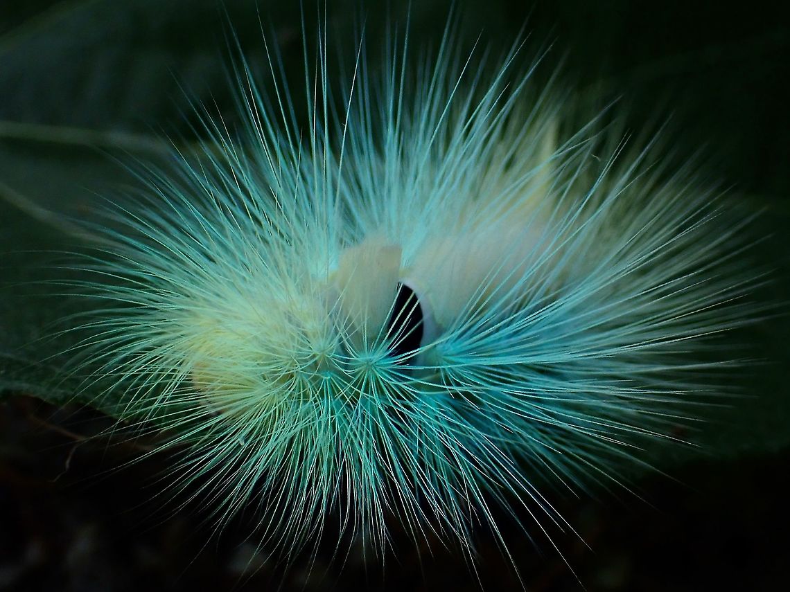 Glowing Hairs! The setae/hairs of this Tussock Moth glows under UV light.<br />
<br />
The effects of UV was not too obvious as this was taken while it was still bright and not at night or in darkness. Calliteara,Calliteara sp,Malaysia,Moth,Penang,Tussock Moth,Ultra Violet Light