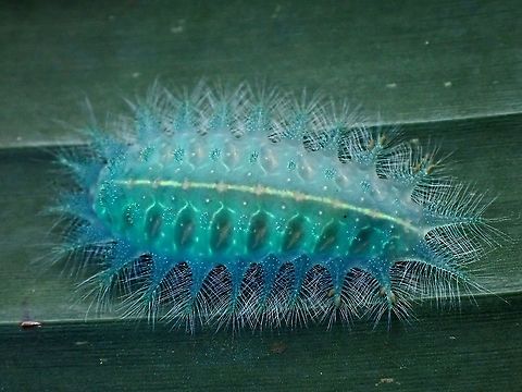 Stinging Slug Caterpillar Caterpillar of Stinging Slug Caterpillar - Family Limacodidae under UV lighting.

The effects of UV was not too obvious as this was taken while it was still bright and not at night or in darkness. Limacodidae,Malaysia,Penang,Stinging Slug Caterpillar,Ultra Violet Light