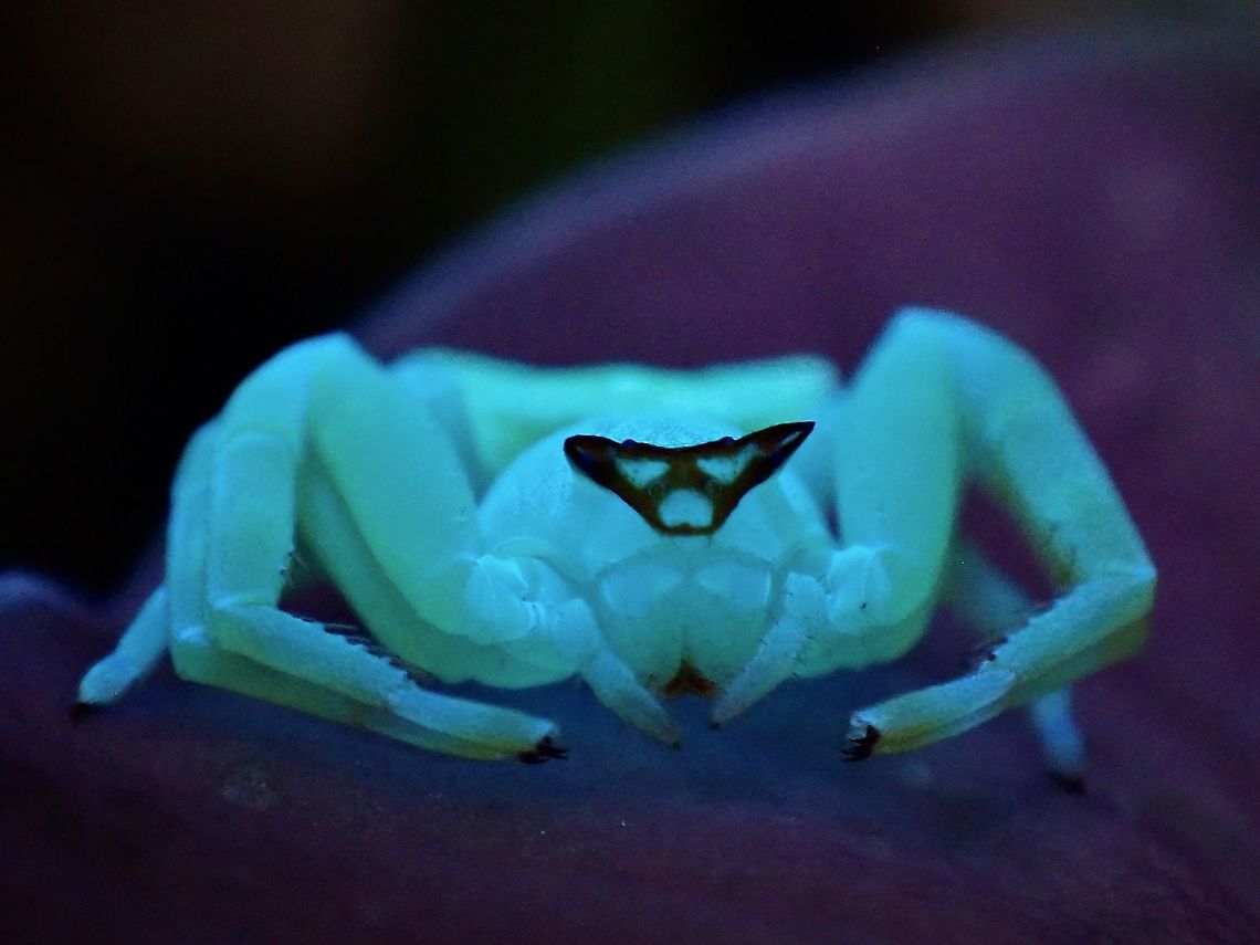 Flower/Masked Crab Spider Flower/Masked Crab Spider - Thomisus sp., under UV lighting.<br />
<br />
The face markings of this spider looks different from another Masked Crab Spider seen from the same location, which was identified as Thomisus labefactus :<br />
<br />
<figure class="photo"><a href="https://www.jungledragon.com/image/122329/masked_crab_spider_-_thomisus_labefactus.html" title="Masked Crab Spider - Thomisus labefactus"><img src="https://s3.amazonaws.com/media.jungledragon.com/images/2994/122329_thumb.jpeg?AWSAccessKeyId=05GMT0V3GWVNE7GGM1R2&Expires=1759968010&Signature=Q6TqvnbpGXgWUkZAcsJEnLXeeQw%3D" width="200" height="152" alt="Masked Crab Spider - Thomisus labefactus This Spider fully glows under UV light, makes it very easy to find them when using UV torch, similar to Scorpions.<br />
They usually hangs out on flowers when hunting.<br />
<br />
https://www.jungledragon.com/image/122330/masked_crab_spider_-_thomisus_labefactus.html Crab Spider,Malaysia,Masked Crab Spider,Penang,Spider,Thomisus labefactus,Ultra Violet Light" /></a></figure> Malaysia,Masked Crab Spider,Penang,Thomisus,Thomisus sp,Ultra Violet Light