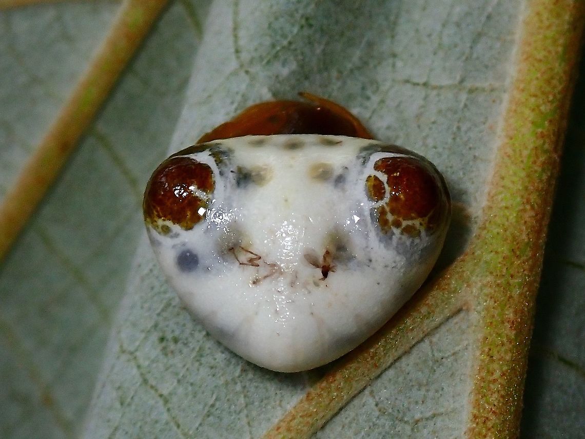 Alien Face? First observed this Bird Dung's Spider - Cyrtarachne sp. in mid-October when a local hiking buddy saw it at a walking path between 2 residential areas.  Was then able to see this adult female regularly each time I pass by the place.<br />
<br />
Towards mid-November, started to notice egg sacs glued under leaves on the same plant :<br />
<br />
<figure class="photo"><a href="https://www.jungledragon.com/image/125126/this_is_my_ball.html" title="This is my Ball!"><img src="https://s3.amazonaws.com/media.jungledragon.com/images/2994/125126_thumb.jpeg?AWSAccessKeyId=05GMT0V3GWVNE7GGM1R2&Expires=1769040010&Signature=RazulqhzanR9WBBjLoljBLP6R9E%3D" width="200" height="150" alt="This is my Ball! Female Bird Dung's Spider - Cyrtarachne sp. with one of her egg sac, total of 3 egg sacs were seen on the same plant. Bird Dung's Spider,Cyrtarachne,Cyrtarachne sp,Malaysia,Penang,Spider" /></a></figure><br />
<br />
Unfortunately, towards end-November, the plant the Spider and egg sacs were found were uprooted when local authorities cleared the path way using bull dozer :<br />
<br />
<figure class="photo"><a href="https://www.jungledragon.com/image/125127/egg_sacs_of_bird_dungs_spider_-_cyrtarachne_sp.html" title="Egg Sacs of Bird Dung's Spider - Cyrtarachne sp."><img src="https://s3.amazonaws.com/media.jungledragon.com/images/2994/125127_thumb.jpg?AWSAccessKeyId=05GMT0V3GWVNE7GGM1R2&Expires=1769040010&Signature=f2RFT2cYqIDeR4b7IuHVJkj5WLY%3D" width="200" height="150" alt="Egg Sacs of Bird Dung's Spider - Cyrtarachne sp. Towards end-November, local authorities was clearing the path way using a bull dozer, and the plant that the Mother Bird Dung's Spider and her egg sacs were found, were uprooted.  2 egg sacs can be seen in the picture, a 3rd one was found on another leaf<br />
<br />
Adult female and un-hatched egg-sac :<br />
<br />
https://www.jungledragon.com/image/125126/this_is_my_ball.html Bird Dung's Spider,Cyrtarachne,Cyrtarachne sp,Malaysia,Penang,Spider" /></a></figure><br />
<br />
Thinking the egg sacs will be damaged/lost due to the uprooted plant, I decided to collect all 3 egg sacs home to keep in a container for monitoring.<br />
<br />
Was relief when the eggs hatched, with hundreds of spiderlings :<br />
<br />
<figure class="photo"><a href="https://www.jungledragon.com/image/125128/spiderlings.html" title="Spiderlings!"><img src="https://s3.amazonaws.com/media.jungledragon.com/images/2994/125128_thumb.jpeg?AWSAccessKeyId=05GMT0V3GWVNE7GGM1R2&Expires=1769040010&Signature=8BOqlyTzNeLE4ETv3yujb%2BXP4Rg%3D" width="200" height="150" alt="Spiderlings! Big relief yesterday when the spiders hatched, more than hundred of them!<br />
<br />
Adult female and un-hatched egg-sac :<br />
<br />
https://www.jungledragon.com/image/125126/this_is_my_ball.html<br />
<br />
Baby spiders were released to the general area the adult female were found. Bird Dung's Spider,Cyrtarachne,Cyrtarachne sp,Malaysia,Penang,Spider" /></a></figure><br />
<br />
Close-up of one of the spiderling, surprised that it does not looks anything close to the adult  :<br />
<br />
<figure class="photo"><a href="https://www.jungledragon.com/image/125129/tiny.html" title="Tiny!"><img src="https://s3.amazonaws.com/media.jungledragon.com/images/2994/125129_thumb.jpeg?AWSAccessKeyId=05GMT0V3GWVNE7GGM1R2&Expires=1769040010&Signature=Ree00Ng0cHockgJZILbD9OdvTmk%3D" width="200" height="152" alt="Tiny! One of the spiderling of Bird Dung's Spider - Cyrtarachne sp., on a toothpick, body size is just around 1 - 1.5 mm.<br />
<br />
Adult female and un-hatched egg-sac :<br />
<br />
https://www.jungledragon.com/image/125126/this_is_my_ball.html<br />
<br />
Baby spiders were released to the general area the adult female were found. Bird Dung Spider,Cyrtarachne,Cyrtarachne sp,Malaysia,Penang,Spider" /></a></figure><br />
<br />
Close-up of the egg sac that the spiders came out from :<br />
<br />
<figure class="photo"><a href="https://www.jungledragon.com/image/125130/hole_in_the_ball.html" title="Hole in the Ball!"><img src="https://s3.amazonaws.com/media.jungledragon.com/images/2994/125130_thumb.jpeg?AWSAccessKeyId=05GMT0V3GWVNE7GGM1R2&Expires=1769040010&Signature=9rNdoOxZSDfmXziyRCEJ9o7IOO4%3D" width="200" height="152" alt="Hole in the Ball! The tiny hole that the spiderlings hatched from, out of the 3 eggs sac I collected, noticed one of them already had this tiny hole and I had initially thought it was parasited, but now knows that was not the case, but was an egg sac already hatched when I found/collected it.<br />
<br />
Adult female &amp; unhatched egg sac :<br />
<br />
https://www.jungledragon.com/image/125126/this_is_my_ball.html<br />
<br />
Baby spiders were released to the general area the adult female were found. Bird Dung's Spider,Cyrtarachne sp,Malaysia,Penang,Spider" /></a></figure><br />
<br />
 Bird Dung's Spider,Cyrtarachne,Cyrtarachne sp,Malaysia,Penang,Spider