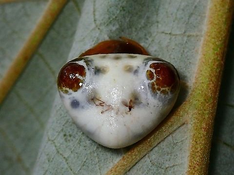 Alien Face? First observed this Bird Dung's Spider - Cyrtarachne sp. in mid-October when a local hiking buddy saw it at a walking path between 2 residential areas.  Was then able to see this adult female regularly each time I pass by the place.

Towards mid-November, started to notice egg sacs glued under leaves on the same plant :

https://www.jungledragon.com/image/125126/this_is_my_ball.html

Unfortunately, towards end-November, the plant the Spider and egg sacs were found were uprooted when local authorities cleared the path way using bull dozer :

https://www.jungledragon.com/image/125127/egg_sacs_of_bird_dungs_spider_-_cyrtarachne_sp.html

Thinking the egg sacs will be damaged/lost due to the uprooted plant, I decided to collect all 3 egg sacs home to keep in a container for monitoring.

Was relief when the eggs hatched, with hundreds of spiderlings :

https://www.jungledragon.com/image/125128/spiderlings.html

Close-up of one of the spiderling, surprised that it does not looks anything close to the adult  :

https://www.jungledragon.com/image/125129/tiny.html

Close-up of the egg sac that the spiders came out from :

https://www.jungledragon.com/image/125130/hole_in_the_ball.html

 Bird Dung's Spider,Cyrtarachne,Cyrtarachne sp,Malaysia,Penang,Spider