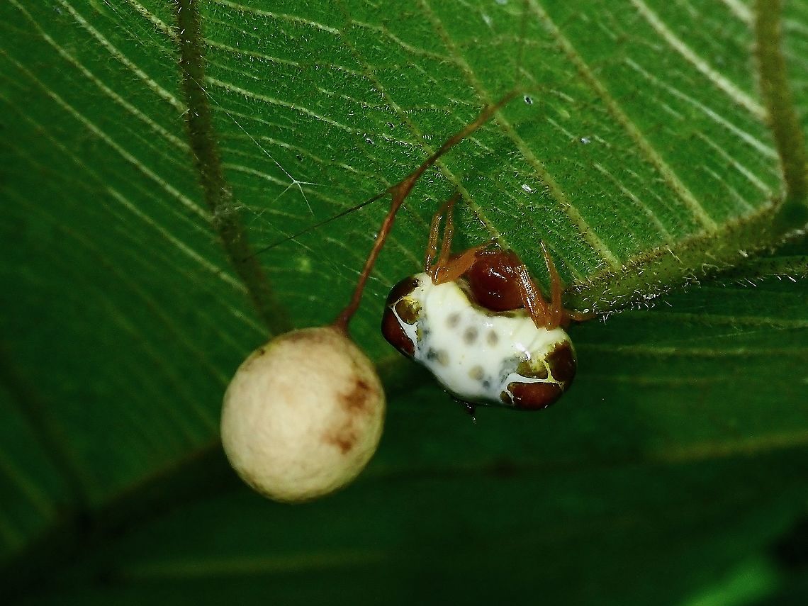 This is my Ball! Female Bird Dung&#039;s Spider - Cyrtarachne sp. with one of her egg sac, total of 3 egg sacs were seen on the same plant. Bird Dung's Spider,Cyrtarachne,Cyrtarachne sp,Malaysia,Penang,Spider
