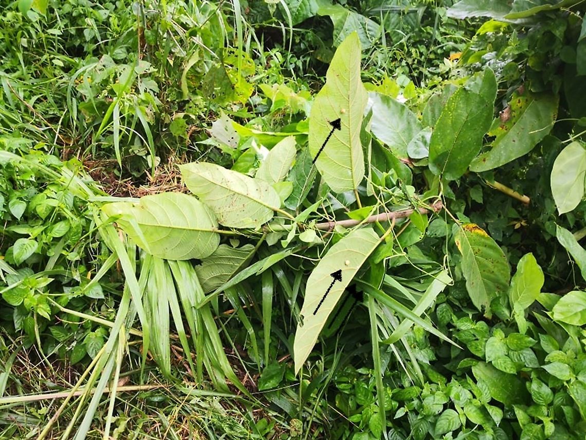 Egg Sacs of Bird Dung's Spider - Cyrtarachne sp. Towards end-November, local authorities was clearing the path way using a bull dozer, and the plant that the Mother Bird Dung&#039;s Spider and her egg sacs were found, were uprooted.  2 egg sacs can be seen in the picture, a 3rd one was found on another leaf<br />
<br />
Adult female and un-hatched egg-sac :<br />
<br />
<figure class="photo"><a href="https://www.jungledragon.com/image/125126/this_is_my_ball.html" title="This is my Ball!"><img src="https://s3.amazonaws.com/media.jungledragon.com/images/2994/125126_thumb.jpeg?AWSAccessKeyId=05GMT0V3GWVNE7GGM1R2&Expires=1767225610&Signature=ZSgHVqFAYm%2FbC0wkUZf2b8Uhflc%3D" width="200" height="150" alt="This is my Ball! Female Bird Dung&#039;s Spider - Cyrtarachne sp. with one of her egg sac, total of 3 egg sacs were seen on the same plant. Bird Dung&#039;s Spider,Cyrtarachne,Cyrtarachne sp,Malaysia,Penang,Spider" /></a></figure> Bird Dung's Spider,Cyrtarachne,Cyrtarachne sp,Malaysia,Penang,Spider