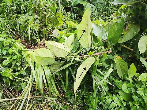 Egg Sacs of Bird Dung's Spider - Cyrtarachne sp. Towards end-November, local authorities was clearing the path way using a bull dozer, and the plant that the Mother Bird Dung's Spider and her egg sacs were found, were uprooted.  2 egg sacs can be seen in the picture, a 3rd one was found on another leaf

Adult female and un-hatched egg-sac :

https://www.jungledragon.com/image/125126/this_is_my_ball.html Bird Dung's Spider,Cyrtarachne,Cyrtarachne sp,Malaysia,Penang,Spider