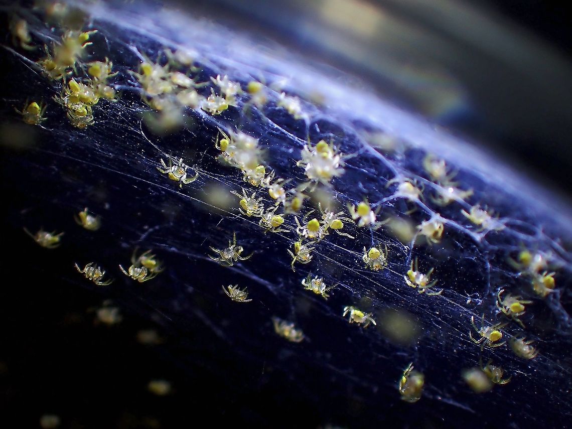 Spiderlings! Big relief yesterday when the spiders hatched, more than hundred of them!<br />
<br />
Adult female and un-hatched egg-sac :<br />
<br />
<figure class="photo"><a href="https://www.jungledragon.com/image/125126/this_is_my_ball.html" title="This is my Ball!"><img src="https://s3.amazonaws.com/media.jungledragon.com/images/2994/125126_thumb.jpeg?AWSAccessKeyId=05GMT0V3GWVNE7GGM1R2&Expires=1767225610&Signature=ZSgHVqFAYm%2FbC0wkUZf2b8Uhflc%3D" width="200" height="150" alt="This is my Ball! Female Bird Dung&#039;s Spider - Cyrtarachne sp. with one of her egg sac, total of 3 egg sacs were seen on the same plant. Bird Dung&#039;s Spider,Cyrtarachne,Cyrtarachne sp,Malaysia,Penang,Spider" /></a></figure><br />
<br />
Baby spiders were released to the general area the adult female were found. Bird Dung's Spider,Cyrtarachne,Cyrtarachne sp,Malaysia,Penang,Spider
