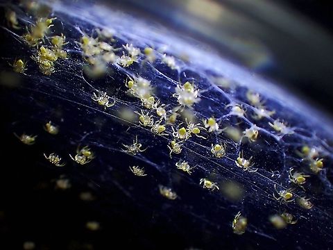 Spiderlings! Big relief yesterday when the spiders hatched, more than hundred of them!

Adult female and un-hatched egg-sac :

https://www.jungledragon.com/image/125126/this_is_my_ball.html

Baby spiders were released to the general area the adult female were found. Bird Dung's Spider,Cyrtarachne,Cyrtarachne sp,Malaysia,Penang,Spider
