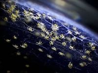 Spiderlings! Big relief yesterday when the spiders hatched, more than hundred of them!<br />
<br />
Adult female and un-hatched egg-sac :<br />
<br />
https://www.jungledragon.com/image/125126/this_is_my_ball.html<br />
<br />
Baby spiders were released to the general area the adult female were found. Bird Dung's Spider,Cyrtarachne,Cyrtarachne sp,Malaysia,Penang,Spider