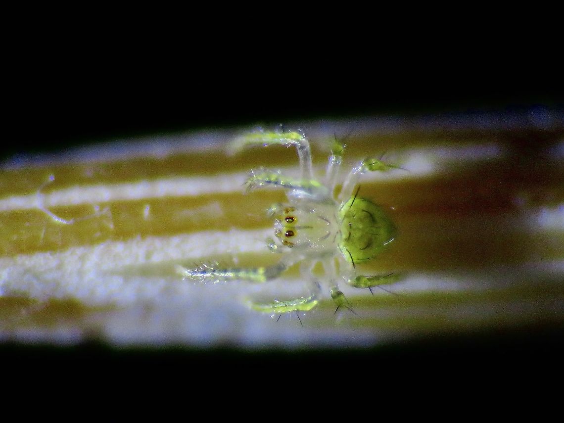 Tiny! One of the spiderling of Bird Dung&#039;s Spider - Cyrtarachne sp., on a toothpick, body size is just around 1 - 1.5 mm.<br />
<br />
Adult female and un-hatched egg-sac :<br />
<br />
<figure class="photo"><a href="https://www.jungledragon.com/image/125126/this_is_my_ball.html" title="This is my Ball!"><img src="https://s3.amazonaws.com/media.jungledragon.com/images/2994/125126_thumb.jpeg?AWSAccessKeyId=05GMT0V3GWVNE7GGM1R2&Expires=1759968010&Signature=rWXFFMgSp2E%2BSt5ACvoq8LN1Wi8%3D" width="200" height="150" alt="This is my Ball! Female Bird Dung&#039;s Spider - Cyrtarachne sp. with one of her egg sac, total of 3 egg sacs were seen on the same plant. Bird Dung&#039;s Spider,Cyrtarachne,Cyrtarachne sp,Malaysia,Penang,Spider" /></a></figure><br />
<br />
Baby spiders were released to the general area the adult female were found. Bird Dung Spider,Cyrtarachne,Cyrtarachne sp,Malaysia,Penang,Spider