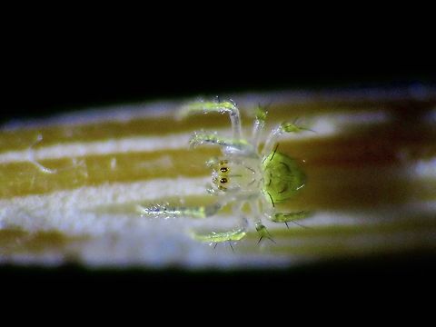 Tiny! One of the spiderling of Bird Dung's Spider - Cyrtarachne sp., on a toothpick, body size is just around 1 - 1.5 mm.

Adult female and un-hatched egg-sac :

https://www.jungledragon.com/image/125126/this_is_my_ball.html

Baby spiders were released to the general area the adult female were found. Bird Dung Spider,Cyrtarachne,Cyrtarachne sp,Malaysia,Penang,Spider