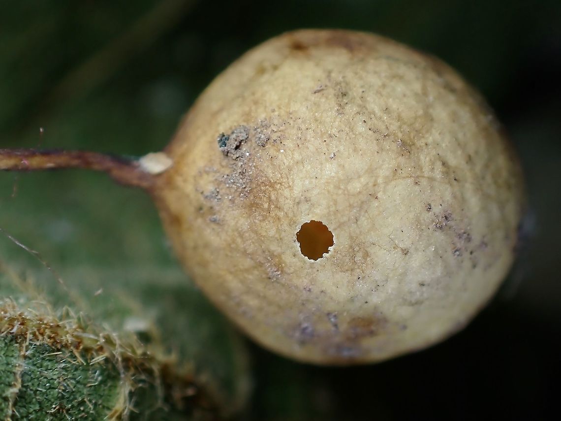 Hole in the Ball! The tiny hole that the spiderlings hatched from, out of the 3 eggs sac I collected, noticed one of them already had this tiny hole and I had initially thought it was parasited, but now knows that was not the case, but was an egg sac already hatched when I found/collected it.<br />
<br />
Adult female &amp; unhatched egg sac :<br />
<br />
<figure class="photo"><a href="https://www.jungledragon.com/image/125126/this_is_my_ball.html" title="This is my Ball!"><img src="https://s3.amazonaws.com/media.jungledragon.com/images/2994/125126_thumb.jpeg?AWSAccessKeyId=05GMT0V3GWVNE7GGM1R2&Expires=1759968010&Signature=rWXFFMgSp2E%2BSt5ACvoq8LN1Wi8%3D" width="200" height="150" alt="This is my Ball! Female Bird Dung&#039;s Spider - Cyrtarachne sp. with one of her egg sac, total of 3 egg sacs were seen on the same plant. Bird Dung&#039;s Spider,Cyrtarachne,Cyrtarachne sp,Malaysia,Penang,Spider" /></a></figure><br />
<br />
Baby spiders were released to the general area the adult female were found. Bird Dung's Spider,Cyrtarachne sp,Malaysia,Penang,Spider