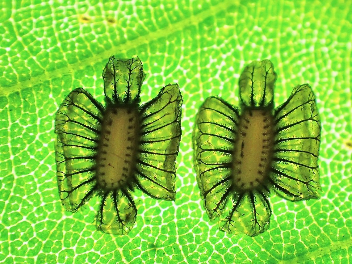 Unique! Eggs of Phasmid/Stick Insect - Ovacephala parisae are rather unique and very different from other typical eggs of Phasmids with the &#039;frills/pinnae&#039; on all 4 sides of the eggs.  The egg itself is very tiny, around 1 x 3 mm in size and thickness of just 1 mm.  The &#039;friils/pinnae&#039; itself is rather unique with vein-like structures and the remaining part, translucent, this is hi-lighted in the picture using back-lit lighting.<br />
<br />
This species are not often seen, probably spending more time higher up in the trees.  The eggs are dropped, usually on the leaf they are resting on (documented in previous observation).  The egg, being light and with the &#039;frills/pinnae&#039; can easily drift with the wind. Malaysia,Ovacephala parisae,Penang,Phasmatodea,Phasmid,Phasmida,Stick Insect