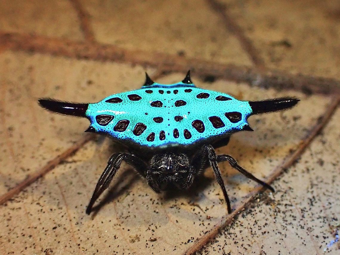 Proudly Blue! Been trying out UV light on various subjects and was surprised how the brown coloured abdomen of this spider glows brightly under UV.  Picture taken with internal camera LED light to lightly illuminate the surrounding so that it still looks normal and just the part that should glows, glows. Gasteracantha diardi,Malaysia,Parallel-spined Spiny Orbweaver,Penang,Spider,Spiny Orbweaver Spider,Ultra Violet Light