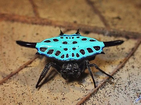Proudly Blue! Been trying out UV light on various subjects and was surprised how the brown coloured abdomen of this spider glows brightly under UV.  Picture taken with internal camera LED light to lightly illuminate the surrounding so that it still looks normal and just the part that should glows, glows. Gasteracantha diardi,Malaysia,Parallel-spined Spiny Orbweaver,Penang,Spider,Spiny Orbweaver Spider,Ultra Violet Light