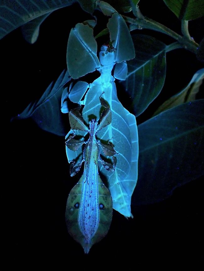 Glowing Leaves! Surprised to see that this Leaf Insects also glows under UV. Gray's Leaf Insect,Leaf Insect,Malaysia,Penang,Phasmatodea,Phasmid,Phasmida,Pulchriphyllium bioculatum,Ultra Violet Light
