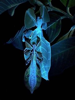 Glowing Leaves! Surprised to see that this Leaf Insects also glows under UV. Gray's Leaf Insect,Leaf Insect,Malaysia,Penang,Phasmatodea,Phasmid,Phasmida,Pulchriphyllium bioculatum,Ultra Violet Light