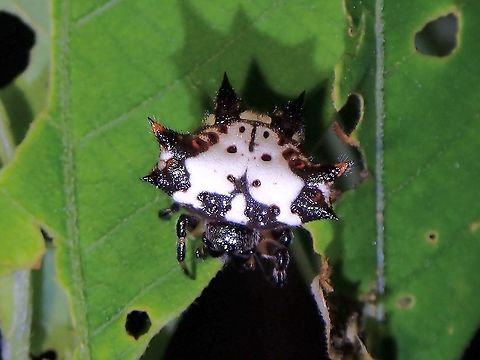 Hello Kitty Spider The markings on the abdomen of this Spider looks like the Hello Kitty character. Gasteracantha kuhli,Malaysia,Orbweaver Spider,Penang,Spider,Spiny Orbweaver Spider