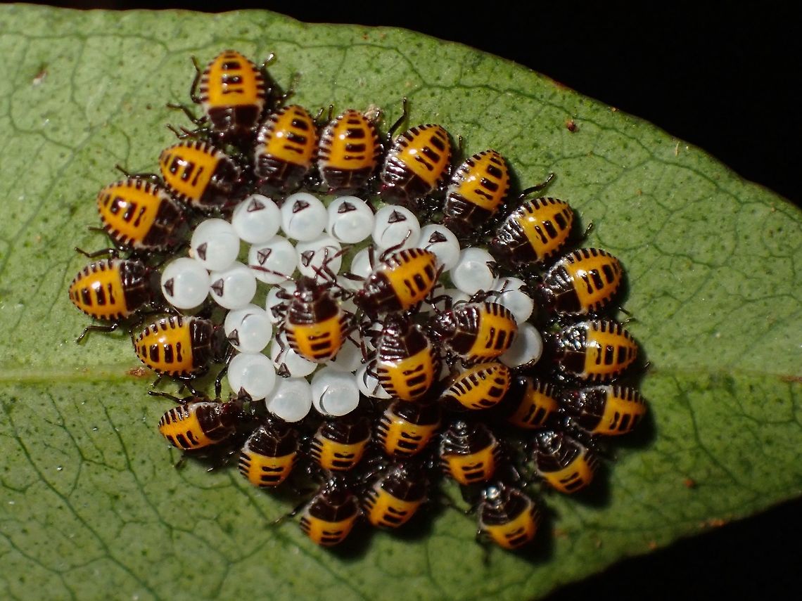 Baby Stinkies! Newly hatched Brown Marmorated Stink Bugs, still hanging around their egg shells. Brown Marmorated Stink Bug,Halyomorpha halys,Malaysia,Penang,Stink Bug