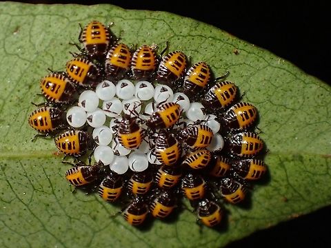 Baby Stinkies! Newly hatched Brown Marmorated Stink Bugs, still hanging around their egg shells. Brown Marmorated Stink Bug,Halyomorpha halys,Malaysia,Penang,Stink Bug