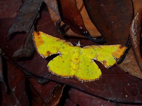 Moth - Corymica vesicularia  Corymica vesicularia,Malaysia,Moth,Penang