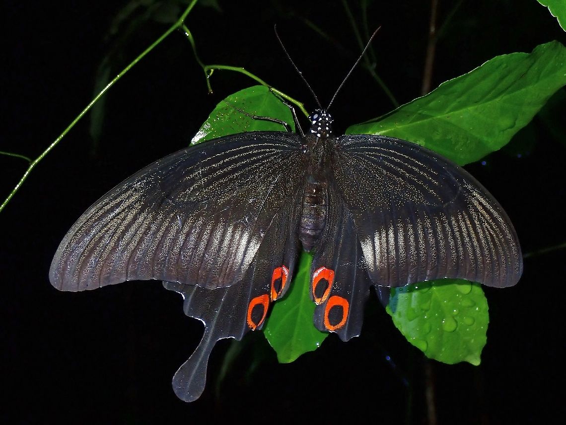 Red Hellen Swallowtail Butterfly - Papilio iswara  Malaysia,Papilio iswara,Penang,Red Helen Swallowtail Butterly,Swallowtail Butterly
