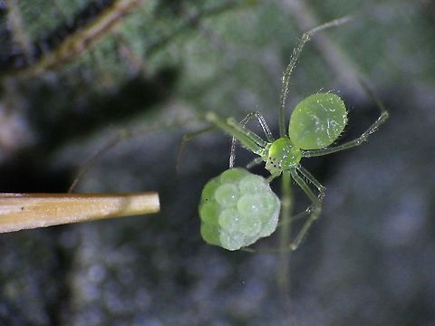Little Giant! This Mother Cobweb Spider - Chrysso sp., is just around 3 mm in size, carrying a cluster of eggs as big as her, probably heavier than her.

Tip of toothpick next to her for size reference. Chrysso,Cobweb Spider,Malaysia,Penang,Spider
