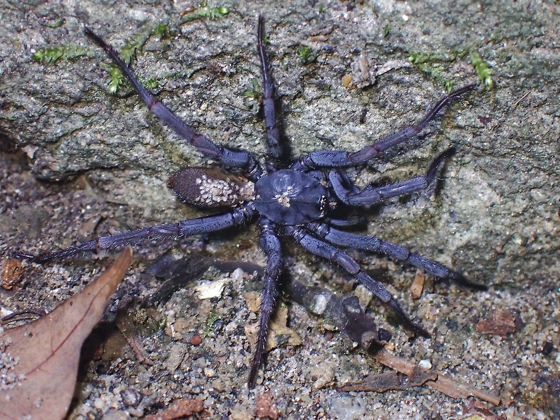 Funnel-Web Spider - Damarchus workmani Saw this big size Male Funnel-Web Spider scurrying around, with lots of tiny mites/ticks on his abdomen and thorax. Not sure if they are parasites or just hitching a ride on him. Damarchus workmani,Funnel-Web Spider,Malaysia,Penang,Spider