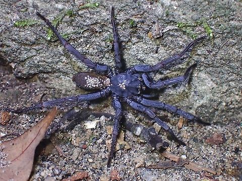 Funnel-Web Spider - Damarchus workmani Saw this big size Male Funnel-Web Spider scurrying around, with lots of tiny mites/ticks on his abdomen and thorax. Not sure if they are parasites or just hitching a ride on him. Damarchus workmani,Funnel-Web Spider,Malaysia,Penang,Spider