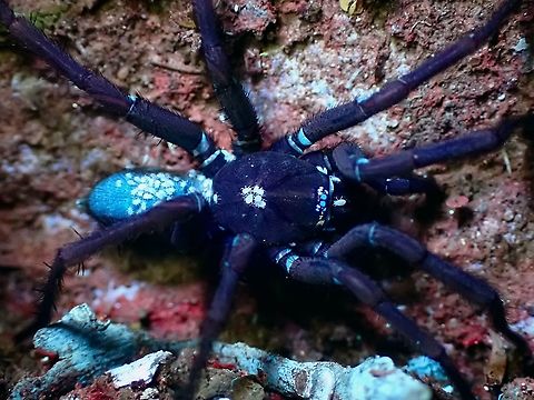 Blues & Purple Generally, we expect that those organisms that glows under UV lighting is blue, however some organism including plants may turns purple/violet or red.  This Funnel-Web Spider is greyish in colour and under UV lighting, some parts glows and other parts become darker to purplish colour.  In the picture, the ground where this Spider was found, has turned reddish in colour.

https://www.jungledragon.com/image/125774/funnel-web_spider_-_damarchus_workmani.html Damarchus workmani,Funnel-Web Spider,Malaysia,Penang,Spider,Ultra Violet Light