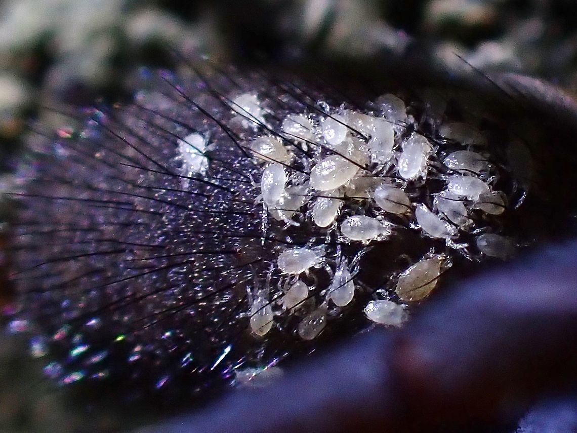 Mites/Ticks Tiny Mites or Ticks found on the back of Funnel-Web Spider, Spider can be seen here :<br />
<br />
<figure class="photo"><a href="https://www.jungledragon.com/image/125774/funnel-web_spider_-_damarchus_workmani.html" title="Funnel-Web Spider - Damarchus workmani"><img src="https://s3.amazonaws.com/media.jungledragon.com/images/2994/125774_thumb.jpeg?AWSAccessKeyId=05GMT0V3GWVNE7GGM1R2&Expires=1759968010&Signature=61VIL1AsFgfSkvIXfS2pdk7EKW4%3D" width="200" height="150" alt="Funnel-Web Spider - Damarchus workmani Saw this big size Male Funnel-Web Spider scurrying around, with lots of tiny mites/ticks on his abdomen and thorax. Not sure if they are parasites or just hitching a ride on him. Damarchus workmani,Funnel-Web Spider,Malaysia,Penang,Spider" /></a></figure>