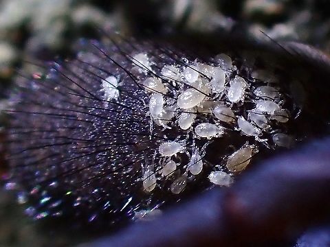 Mites/Ticks Tiny Mites or Ticks found on the back of Funnel-Web Spider, Spider can be seen here :
https://www.jungledragon.com/image/125774/funnel-web_spider_-_damarchus_workmani.html