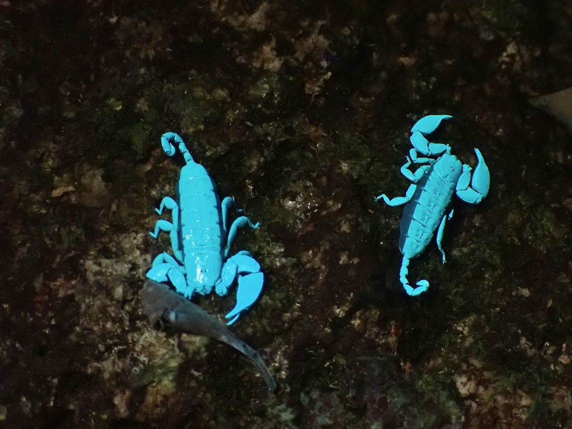 Double the Glow! 2 Dwarf Wood Scorpions out in the open on a big rock. Dwarf Wood Scorpion,Liocheles australasiae,Malaysia,Penang,Scorpion,Ultra Violet Light,Wood Scorpion