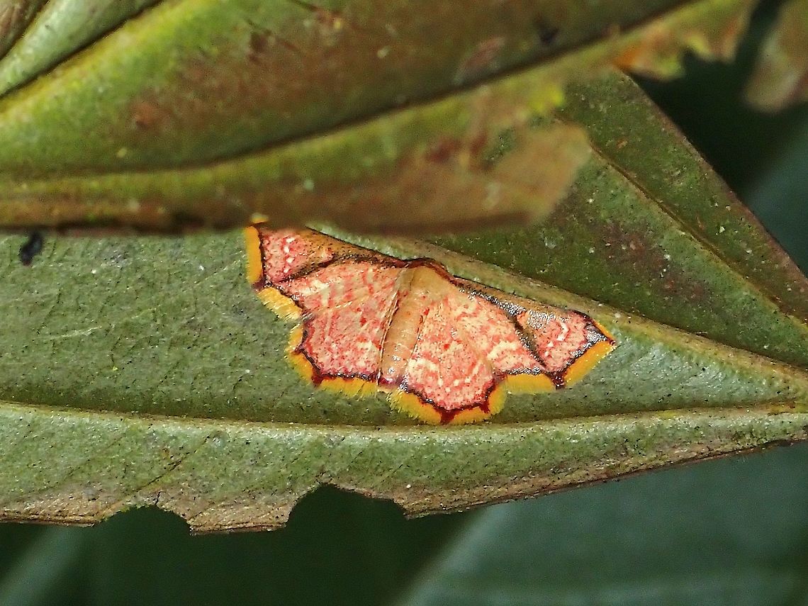 Moth - Enispa elataria  Enispa elataria,Malaysia,Moth,Penang