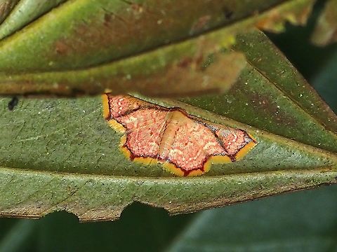 Moth - Enispa elataria  Enispa elataria,Malaysia,Moth,Penang
