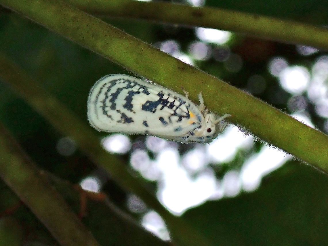 Flatid Planthopper - Copsyrna maculata  Copsyrna maculata,Flatid Planthopper,Hopper,Malaysia,Penang