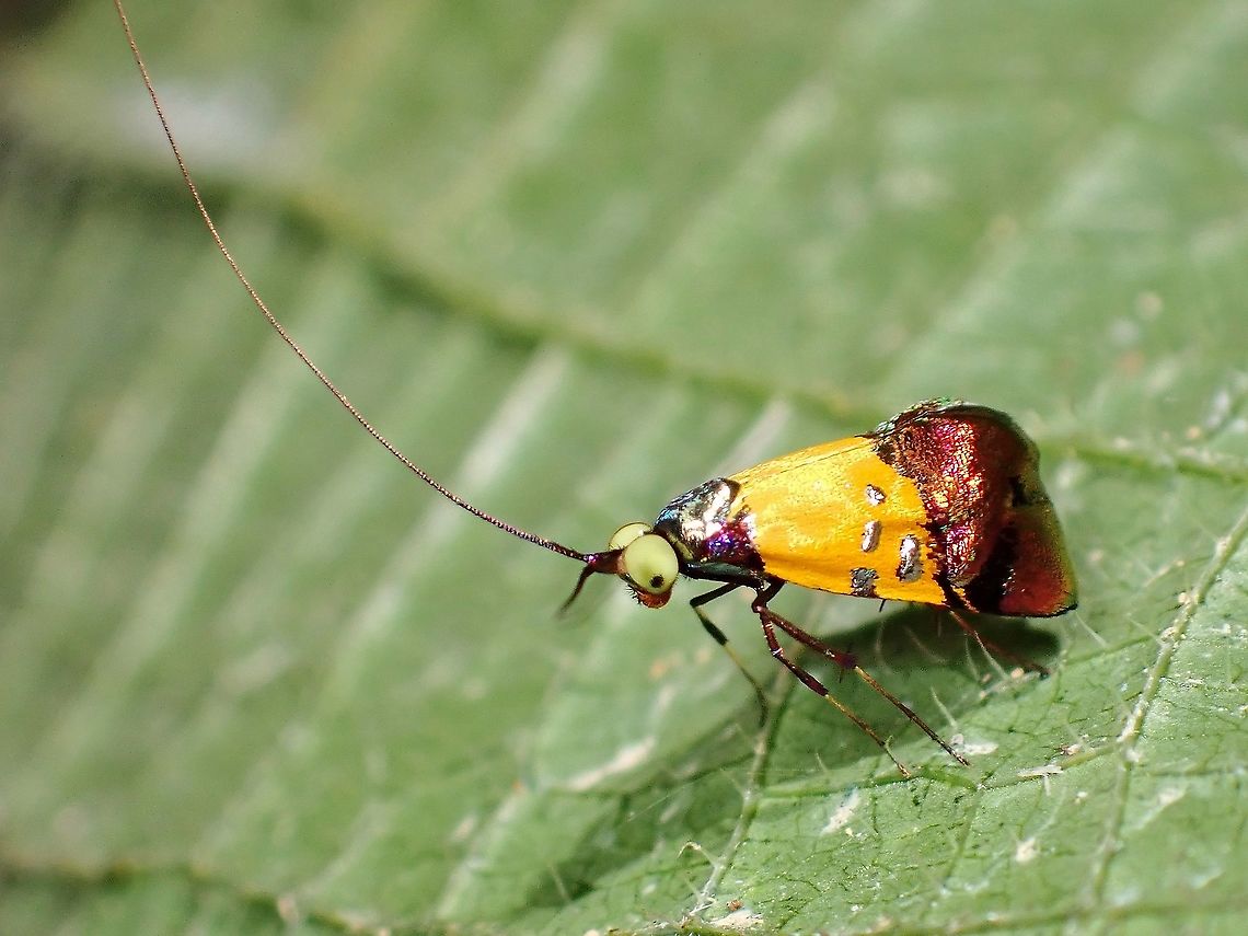 Fairy Moth - Nemophora aurisparsella  Fairy Moth,Malaysia,Moth,Nemophora aurisparsella,Penang