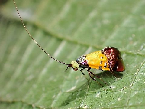 Nemophora aurisparsella