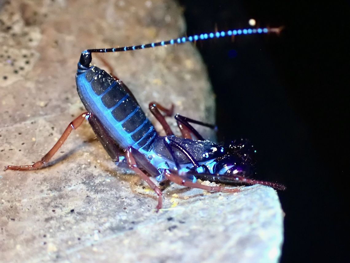 Defensive Whip! Adults of this population of Whip Scorpion - Thelyphonus sp., has very reddish legs.<br />
Pic is of a juvenile in defensive posture and under UV lighting. Malaysia,Penang,Thelyphonus,Thelyphonus sp,Ultra Violet Light,Vinegaroons,Whip Scorpion