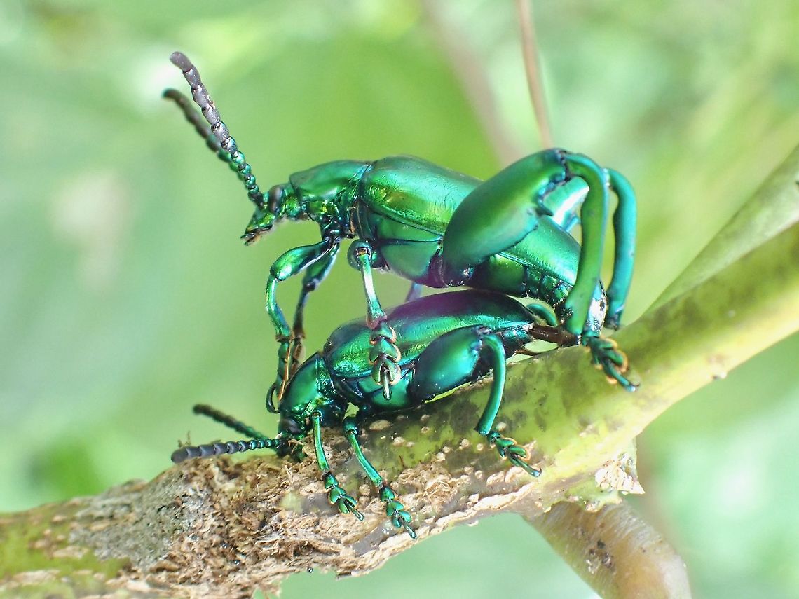 Frog-Legged Beetle - Sagra femorata  Beetle,Frog-Legged Beetle,Malaysia,Penang,Sagra femorata