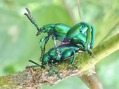 Frog-Legged Beetle - Sagra femorata  Beetle,Frog-Legged Beetle,Malaysia,Penang,Sagra femorata