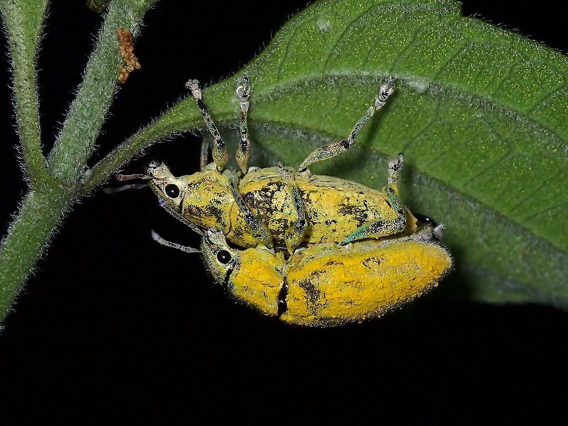 Gold Dust Weevil - Hypomeces pulviger  Gold Dust Weevil,Hypomeces pulviger,Malaysia,Penang,Weevil