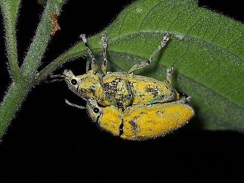 Gold Dust Weevil - Hypomeces pulviger  Gold Dust Weevil,Hypomeces pulviger,Malaysia,Penang,Weevil