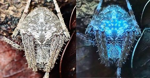 Spotted Orbweaver Spider - Neoscona sp. Spotted Orbweaver Spider - Neoscona, side-by-side comparison of regular lighting and UV lighting. Malaysia,Orbweaver Spider,Penang,Spider,Spotted Orbweaver Spider,Ultra Violet Light