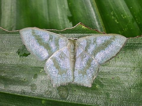 Emerald Moth - Maxates thetydaria  Emerald Moth,Malaysia,Maxates thetydaria,Moth,Penang