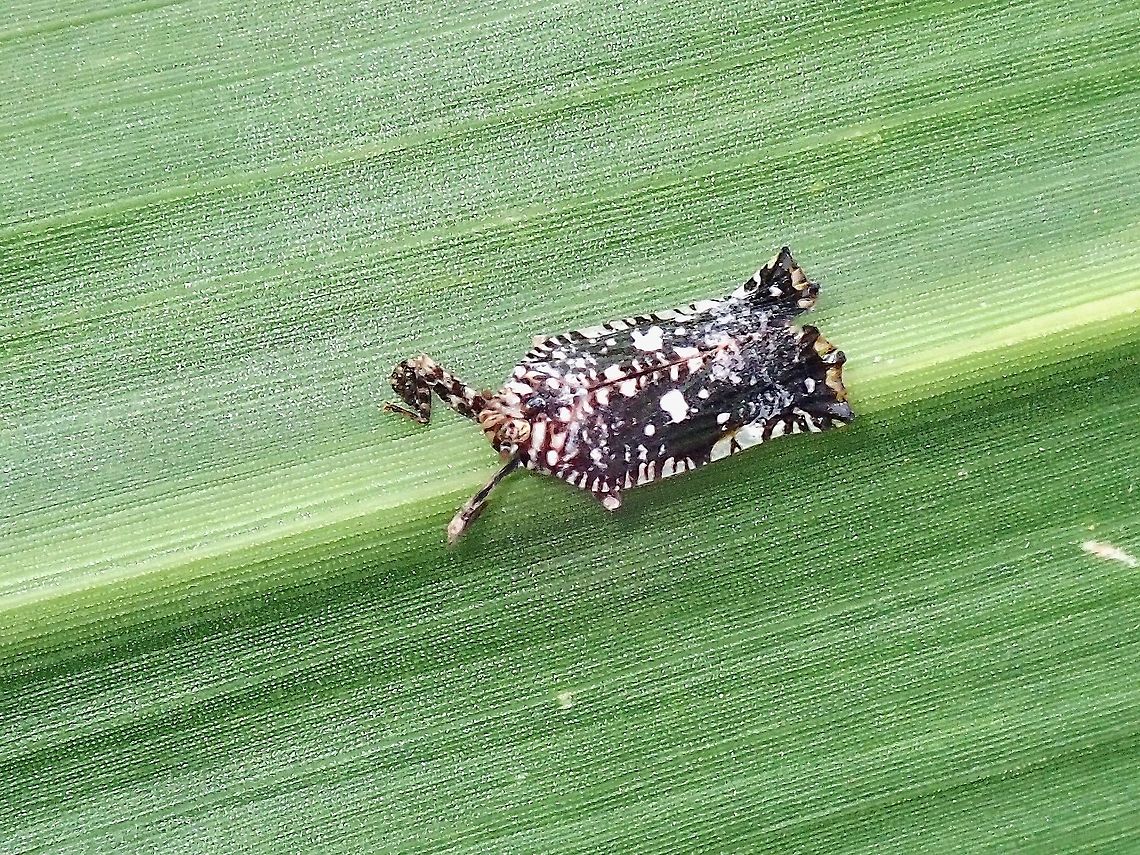 Planthopper - Elasmoscelis perforata Planthopper found on a blade of grass.<br />
Of late, have noticed there are several species of Planthopper that are more likely to be seen among grassy areas close to residential areas than in the forest.<br />
<br />
First observation of Planthopper from Family Lophopidae. Elasmoscelis perforata,Hopper,Malaysia,Penang,Planthopper