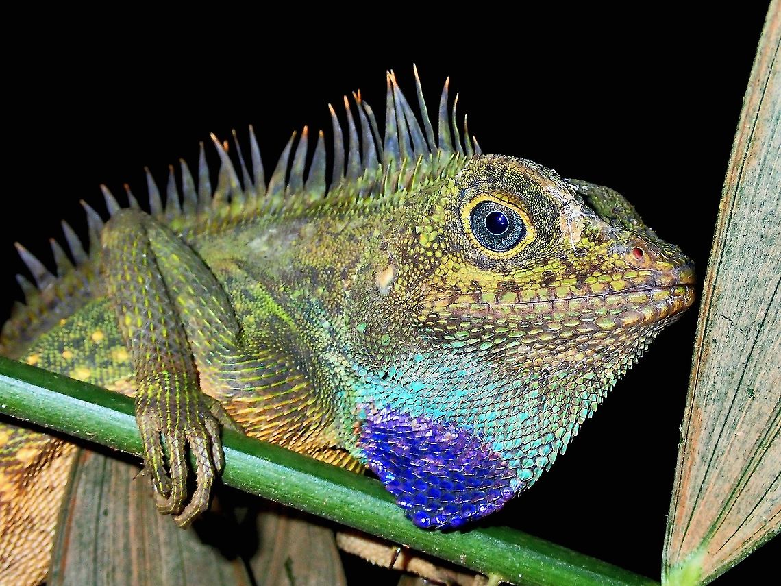 Magnificent Dragon! Probably the most colourful Dragon (Family Agamidae) to be found at my backyard right at the top of the Hill, highest point on the Island, where they can be reliably found.<br />
<br />
On the most recent photo hike on Christmas Eve, we saw 4 individuals, 2 healthy adults of which 1 is a female, looks pregnant or after a heavy meal and 2 tiny babies as small as my pinky fingers.  They can be very variable in colours with the tiny babies in all shades of brown, well camouflaged on twigs.  Adults wears gorgeous colours and will even flash the skin flaps on their neck to show the blue scales, as a defensive posture. Angle-Headed Lizard,Bell's Angle-Headed Dragon,Gonocephalus bellii,Malaysia,Penang