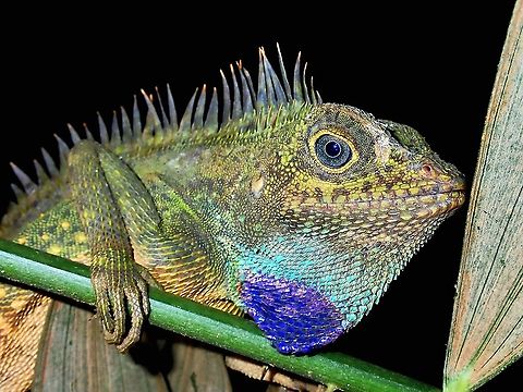 Magnificent Dragon! Probably the most colourful Dragon (Family Agamidae) to be found at my backyard right at the top of the Hill, highest point on the Island, where they can be reliably found.

On the most recent photo hike on Christmas Eve, we saw 4 individuals, 2 healthy adults of which 1 is a female, looks pregnant or after a heavy meal and 2 tiny babies as small as my pinky fingers.  They can be very variable in colours with the tiny babies in all shades of brown, well camouflaged on twigs.  Adults wears gorgeous colours and will even flash the skin flaps on their neck to show the blue scales, as a defensive posture. Angle-Headed Lizard,Bell's Angle-Headed Dragon,Gonocephalus bellii,Malaysia,Penang