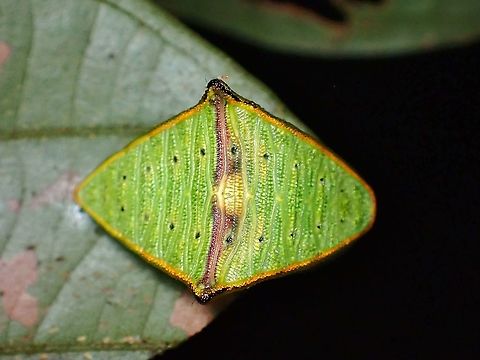 Piece of Cake? Am more familiar with the typical spiny Caterpillars from Family Limacodidae, so this was a surprise find, small in size, just a bit over 1 cm.

View from the side :

https://www.jungledragon.com/image/126475/stinging_slug_caterpillar_-_demonarosa_rufotessellata.html Caterpillar,Demonarosa rufotessellata,Malaysia,Moth,Penang,Stinging Slug Caterpillar