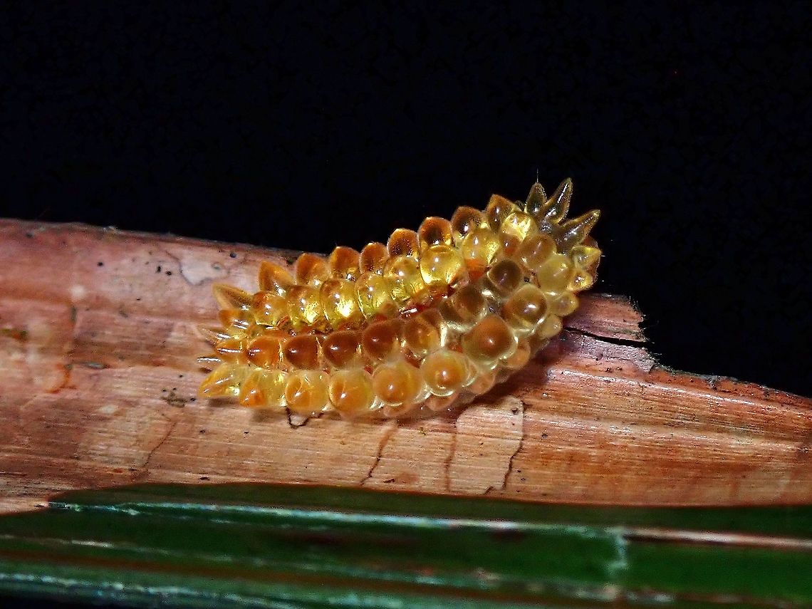 Jelly Bean, or Maize? Stinging Slug Caterpillar - Olona sp., looks like a Jellybean or my friend said looks like Maize.<br />
As of 2012, there were 3 known species, indistinguishable if based on pictures, except by genitalia examination of the adults. Caterpillar,Malaysia,Moth,Olona,Penang,Stinging Slug Caterpillar