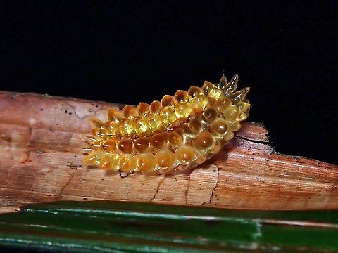 Jelly Bean, or Maize? Stinging Slug Caterpillar - Olona sp., looks like a Jellybean or my friend said looks like Maize.
As of 2012, there were 3 known species, indistinguishable if based on pictures, except by genitalia examination of the adults. Caterpillar,Malaysia,Moth,Olona,Penang,Stinging Slug Caterpillar